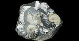 Iridescent Ammonite (Deschaesites) Cluster - Russia #50764-2